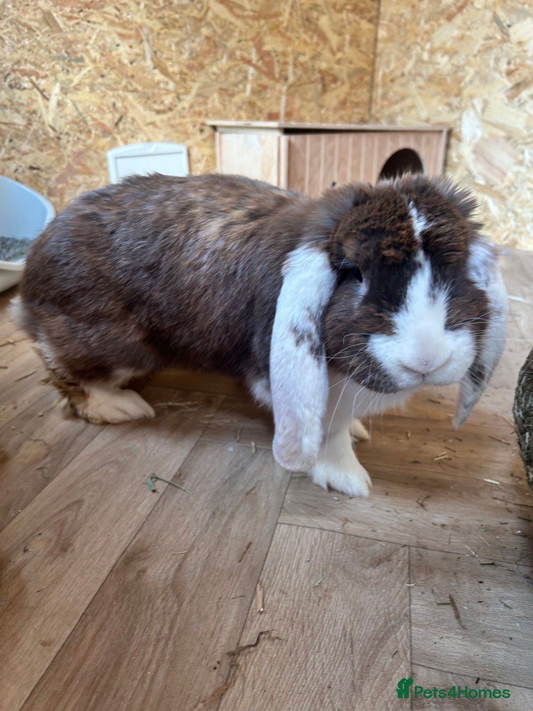 French Lop rabbits for sale: Bonded female French lops - Image 7