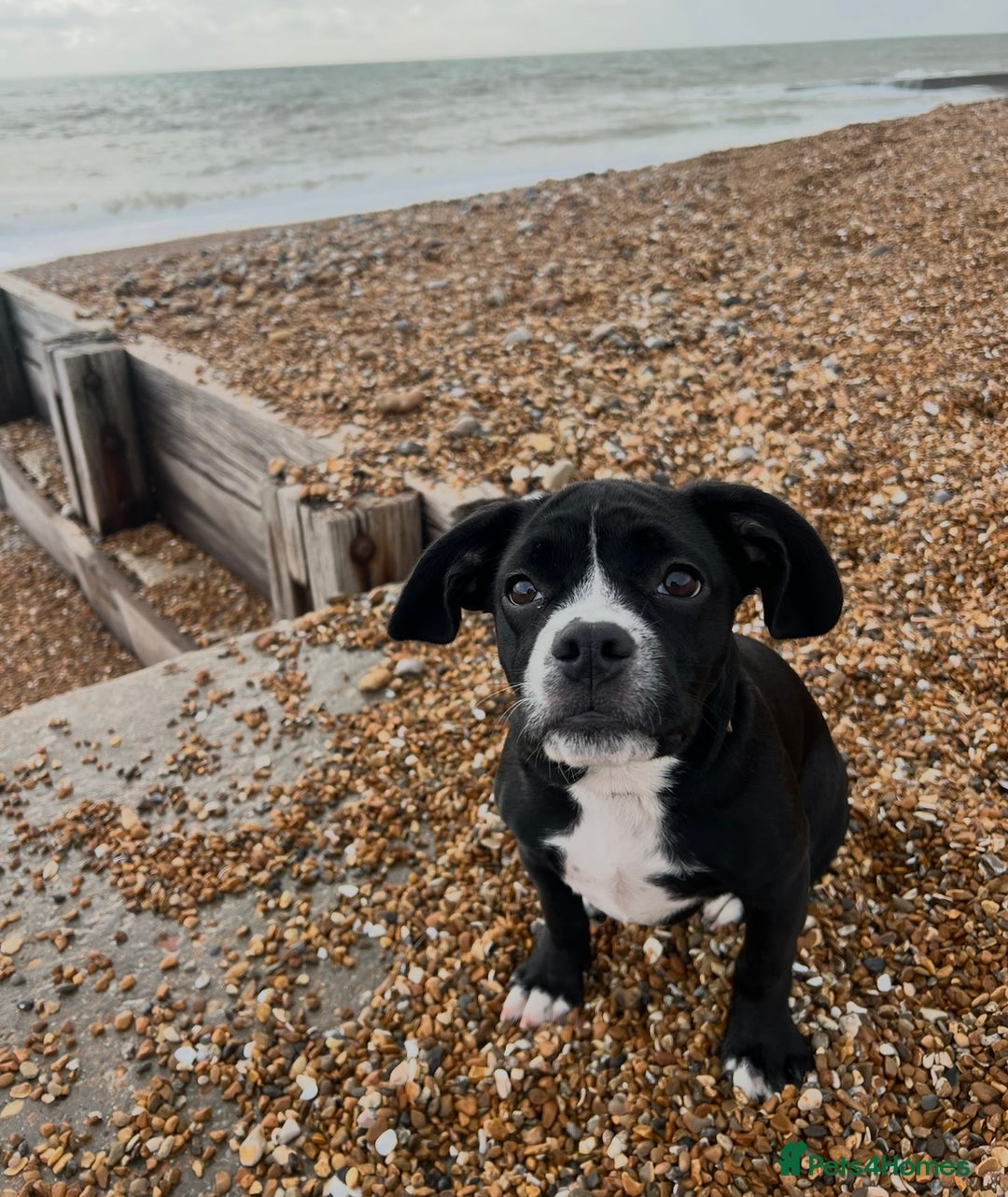 Mixed Breed dogs for sale: Female cocker bull  - Advert 11