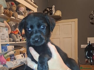 Labrador Retriever dogs 2 beautful boys ready to leave - Advert 13