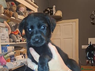 Labrador Retriever dogs 2 beautful boys ready to leave - Advert 5