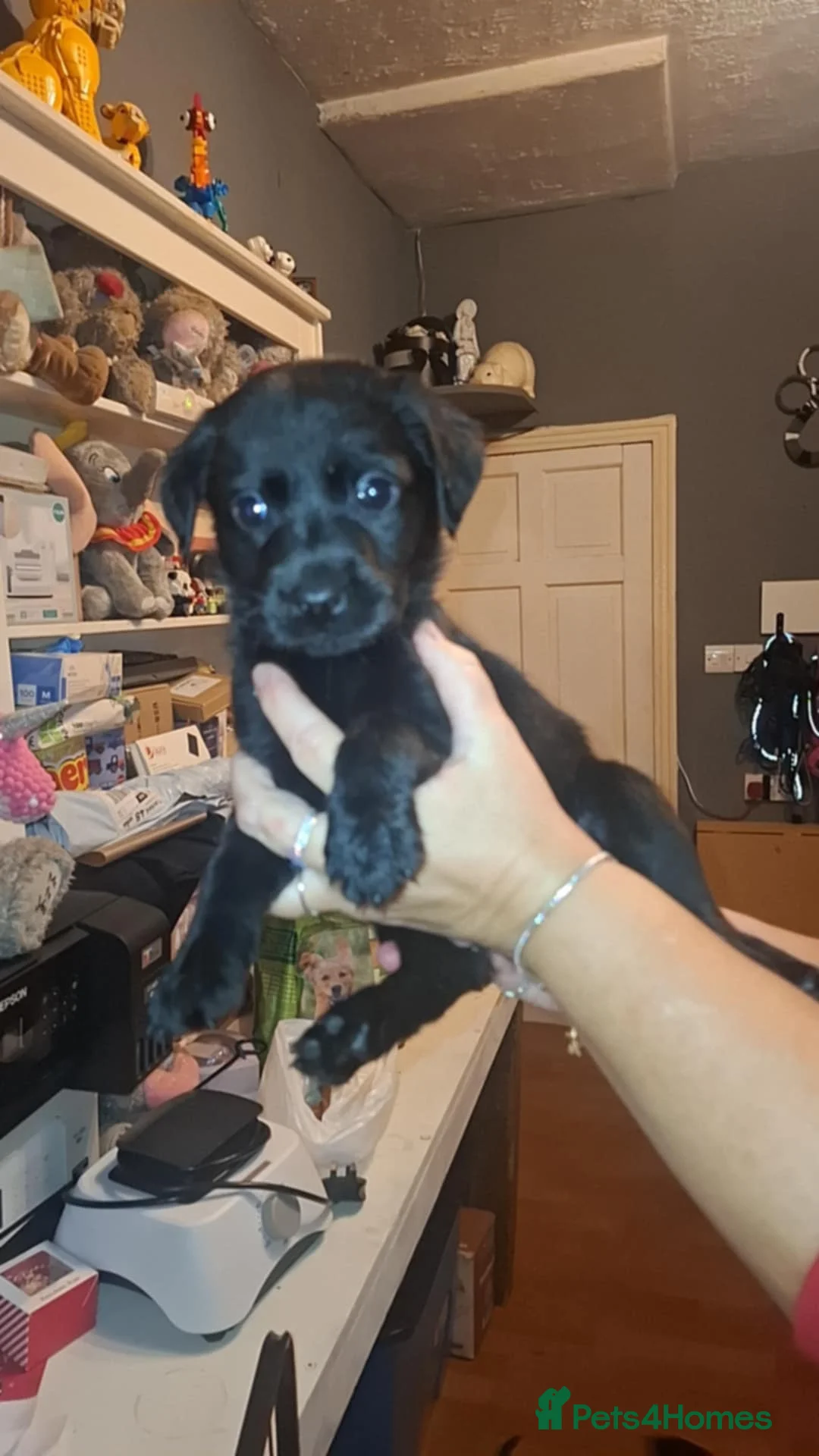 Labrador Retriever dogs for sale: 2 beautful boys ready to leave  - Advert 1