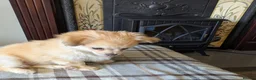 Chihuahua dogs for sale: Superb Longhaired pedigree toy chihuahuas - Advert 7