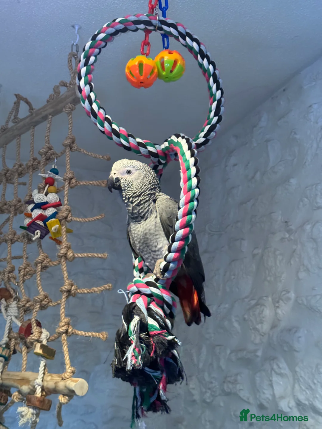 Parrots birds for sale: 7 Month old, male African Grey Parrot - Advert 6