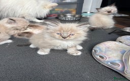 Ragdoll cats for sale: Ragdoll kittens - Image 21