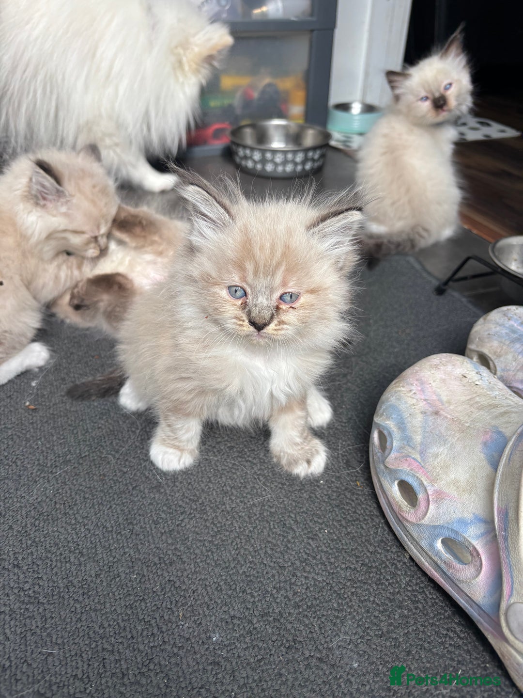 Ragdoll cats for sale: Ragdoll kittens - Image 21