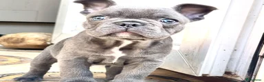 French Bulldog 1