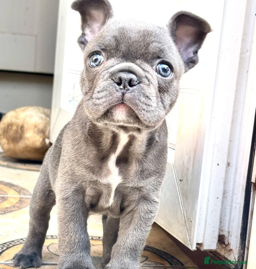 French Bulldog dogs for sale: Blue French Bulldog boy for sale - Advert 2