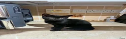 Mixed Breed cats for sale: 2 Female Persian Cross Kittens  in Dartmouth - Advert 6