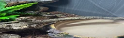 Python Snake reptiles for sale: Ball Python - Advert 4