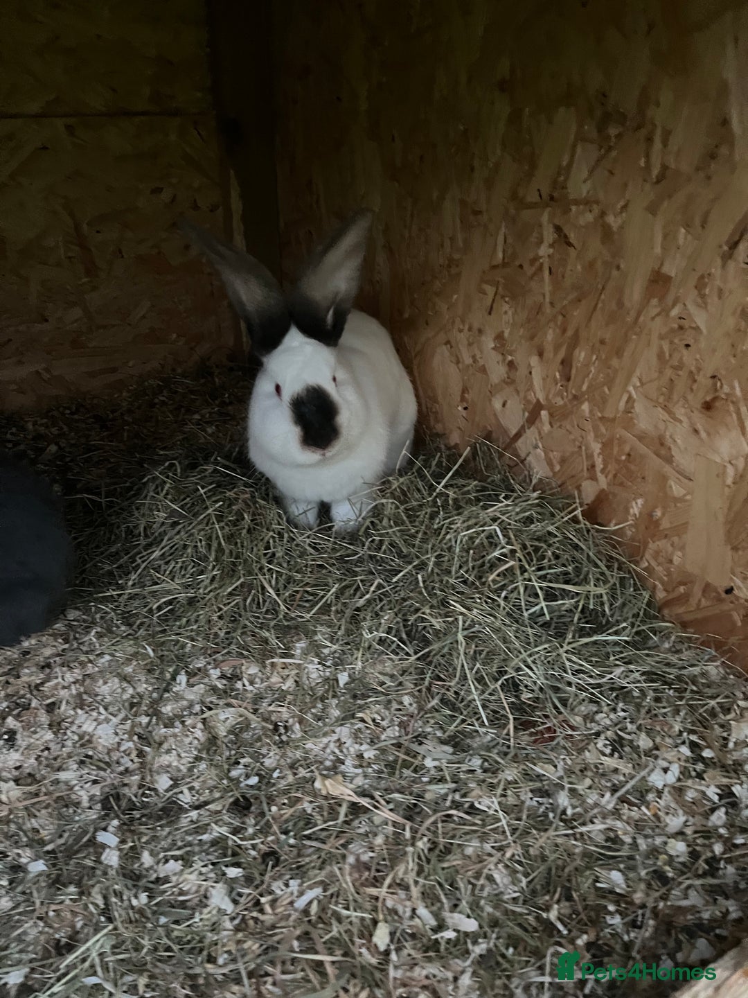 Mixed Breed rabbits for sale: They are very friendly and good with children  - Advert 10