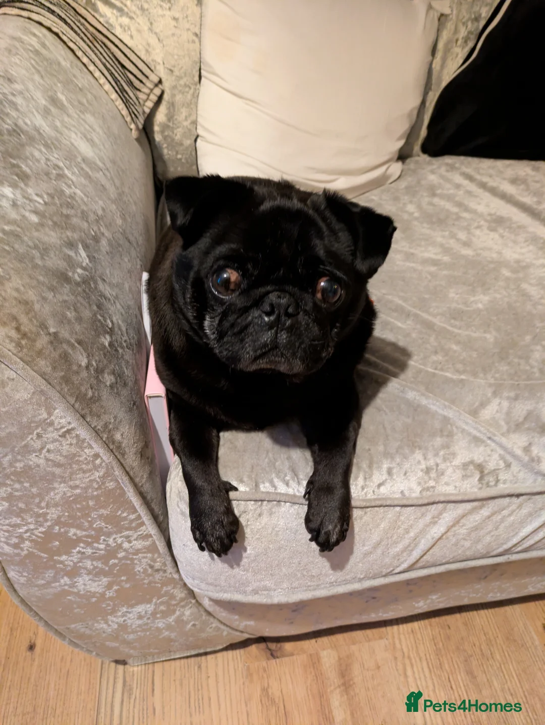 Pug dogs for sale: Meet Brian the pug! - Advert 1