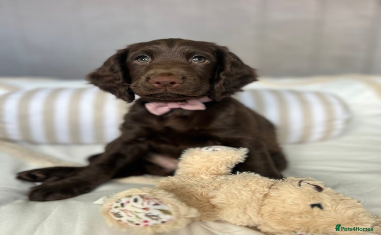 Cocker Spaniel dogs - Advert 3