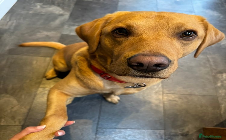 Labrador Retriever dogs - Advert 2