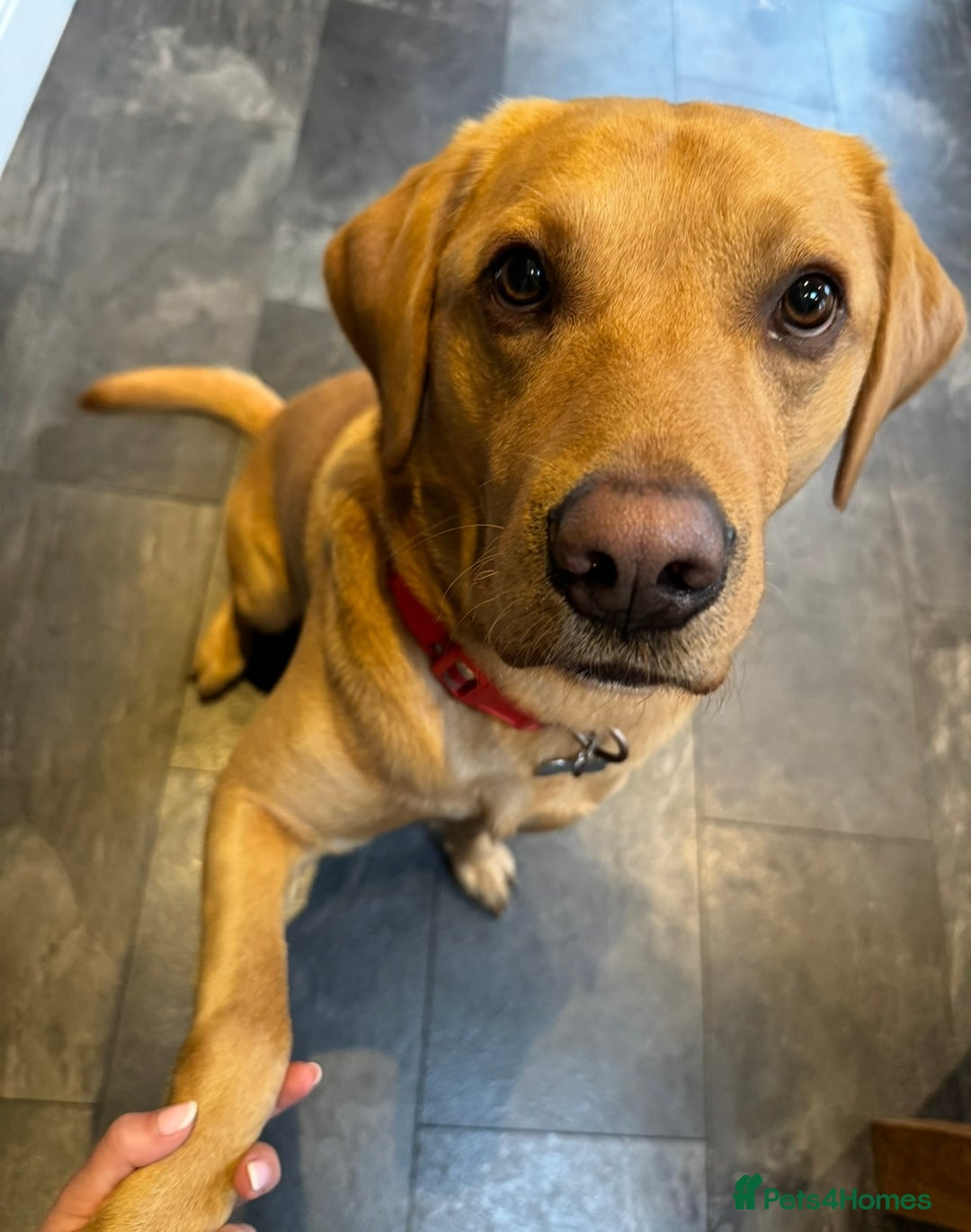 Labrador Retriever dogs for stud: 4 Year Old Fox Red Labrador Retriever  - Image 1