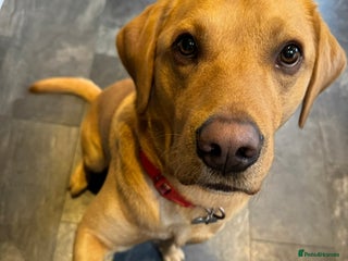 Labrador Retriever dogs - Advert 32