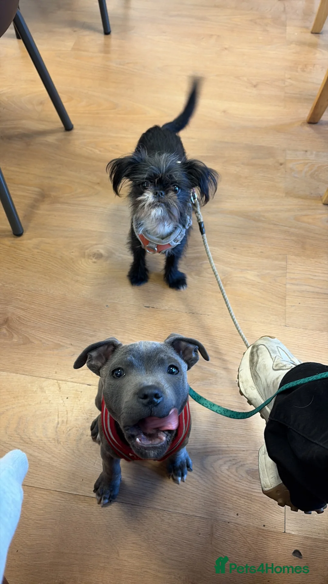 Staffordshire Bull Terrier dogs for sale: Female blue Staffordshire bull terrier 13 weeks  in Pershore - Advert 2
