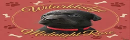 Labrador Retriever dogs for sale: KC Reg Puppies, FTCH Bred with versatility in mind - Advert 7