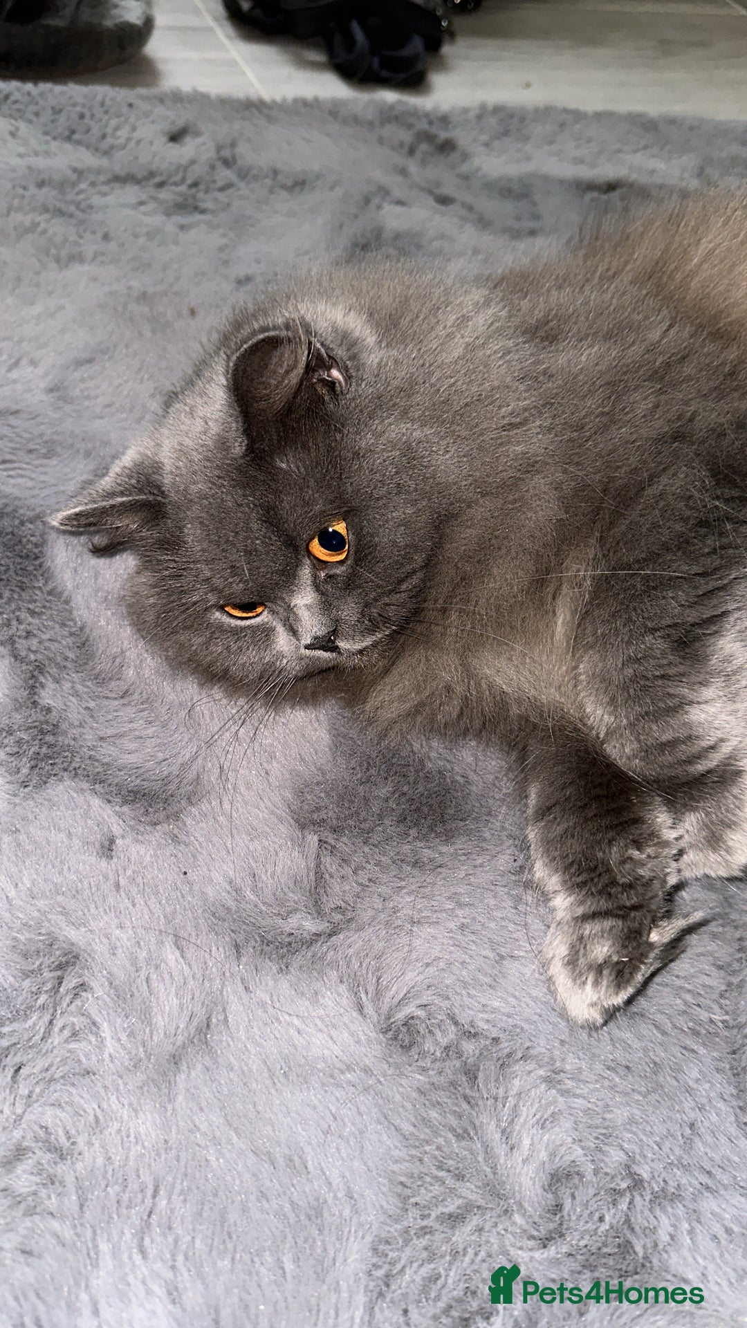 British Shorthair cats for sale: British Shorthair Cats - Image 4