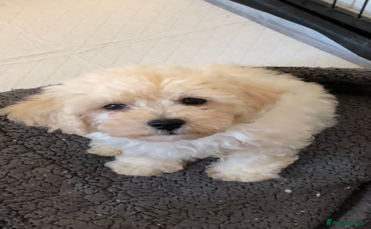 Poochon dogs - Advert 1