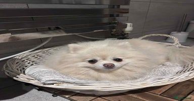Pomeranian dogs - Advert 2