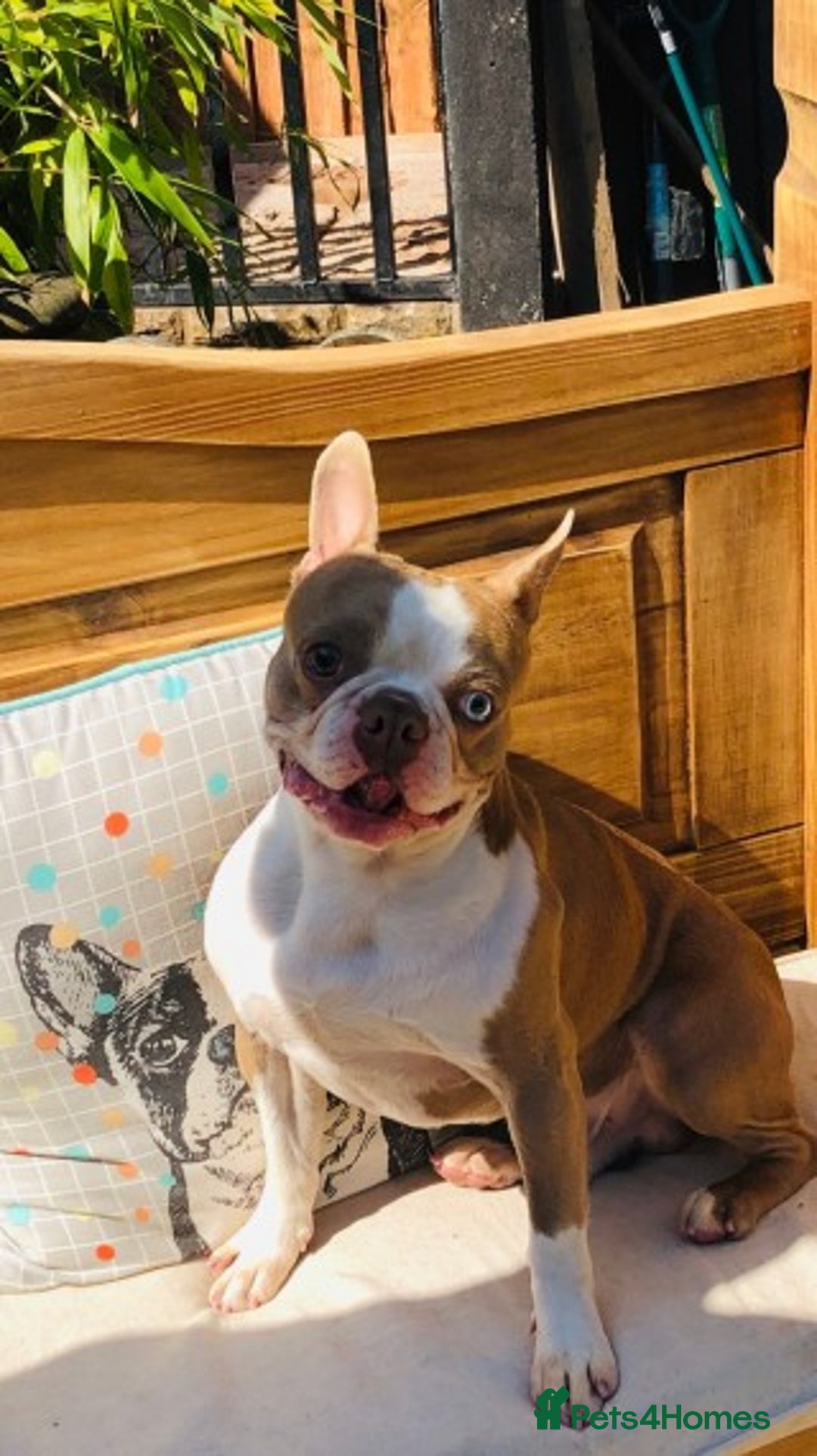 Boston Terrier dogs for stud: KING OF THE MIDLANDS LILAC BOSTON STUD HC CLEAR in West Bromwich - Image 2