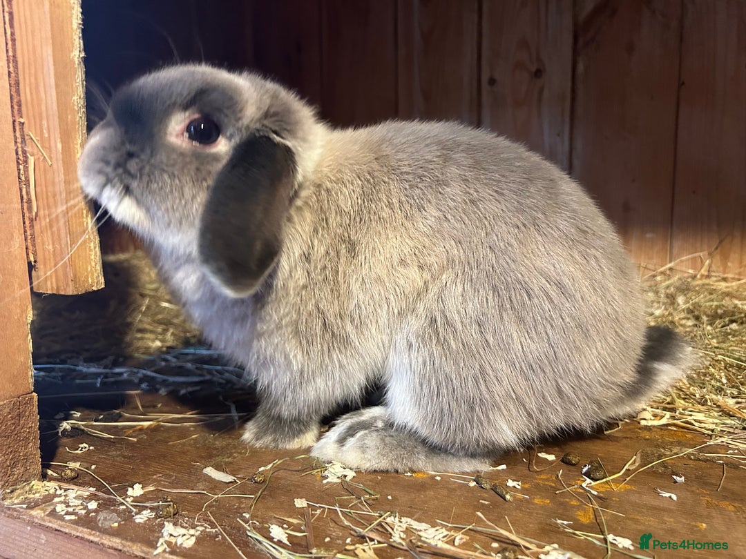 Mini Lop rabbits for sale: Adult male mini lop  - Advert 2
