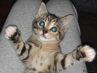 Mixed Breed cats Beautiful tabby kitten - Advert 3