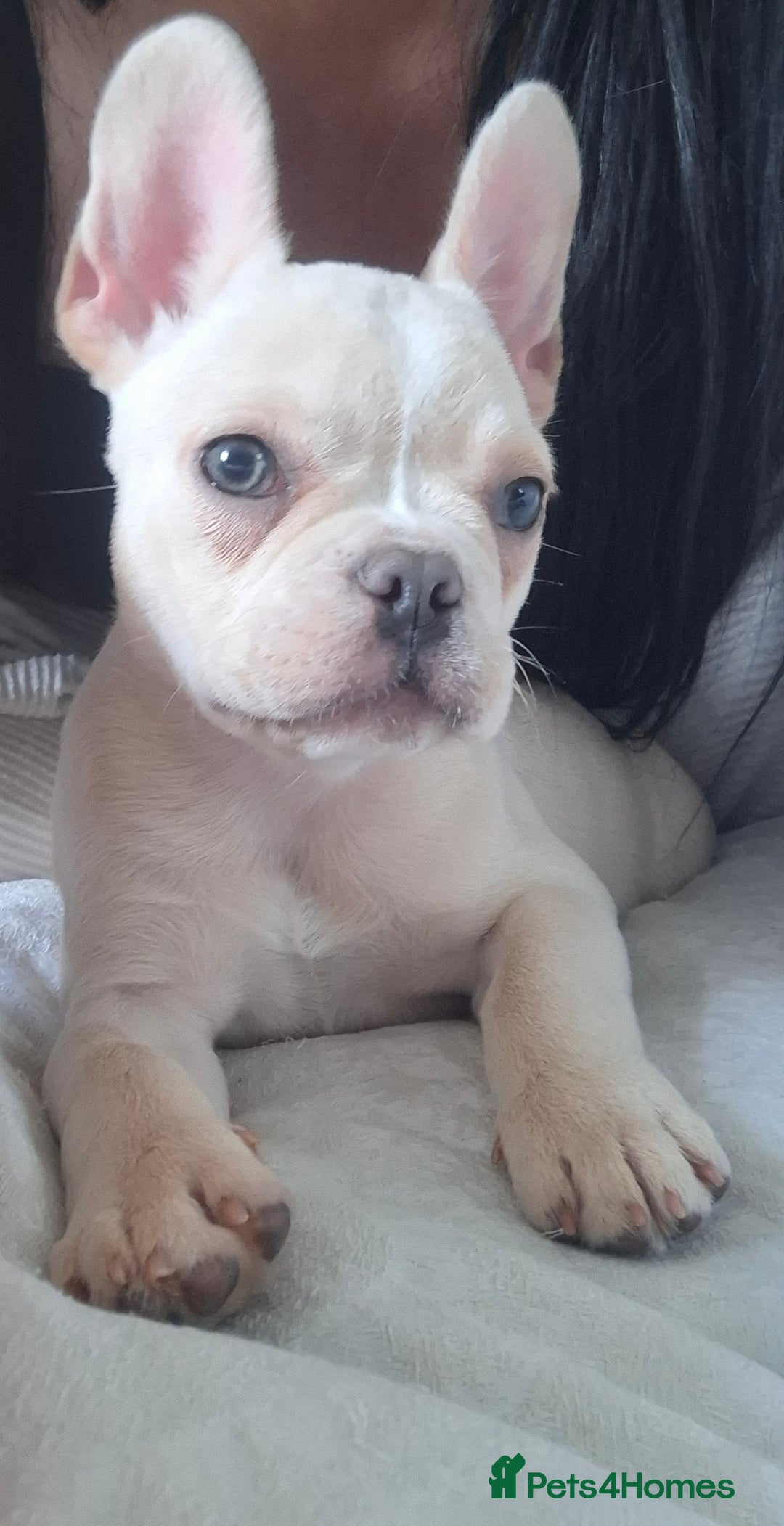 French Bulldog dogs for sale: French bulldog price is negotiable  - Advert 1