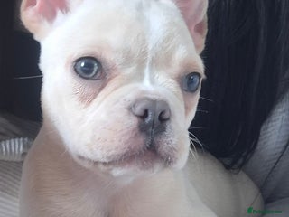 French Bulldog dogs French bulldog price is negotiable - Advert 4