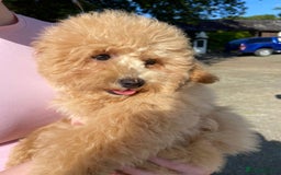 Poochon dogs for sale: Poochon  - Image 2