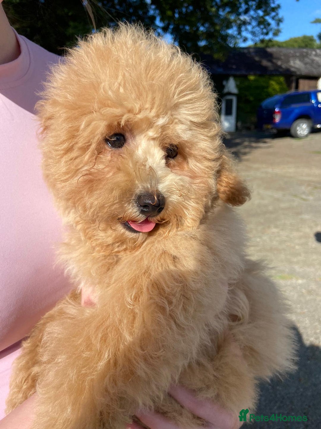 Poochon dogs for sale: Poochon  - Image 2