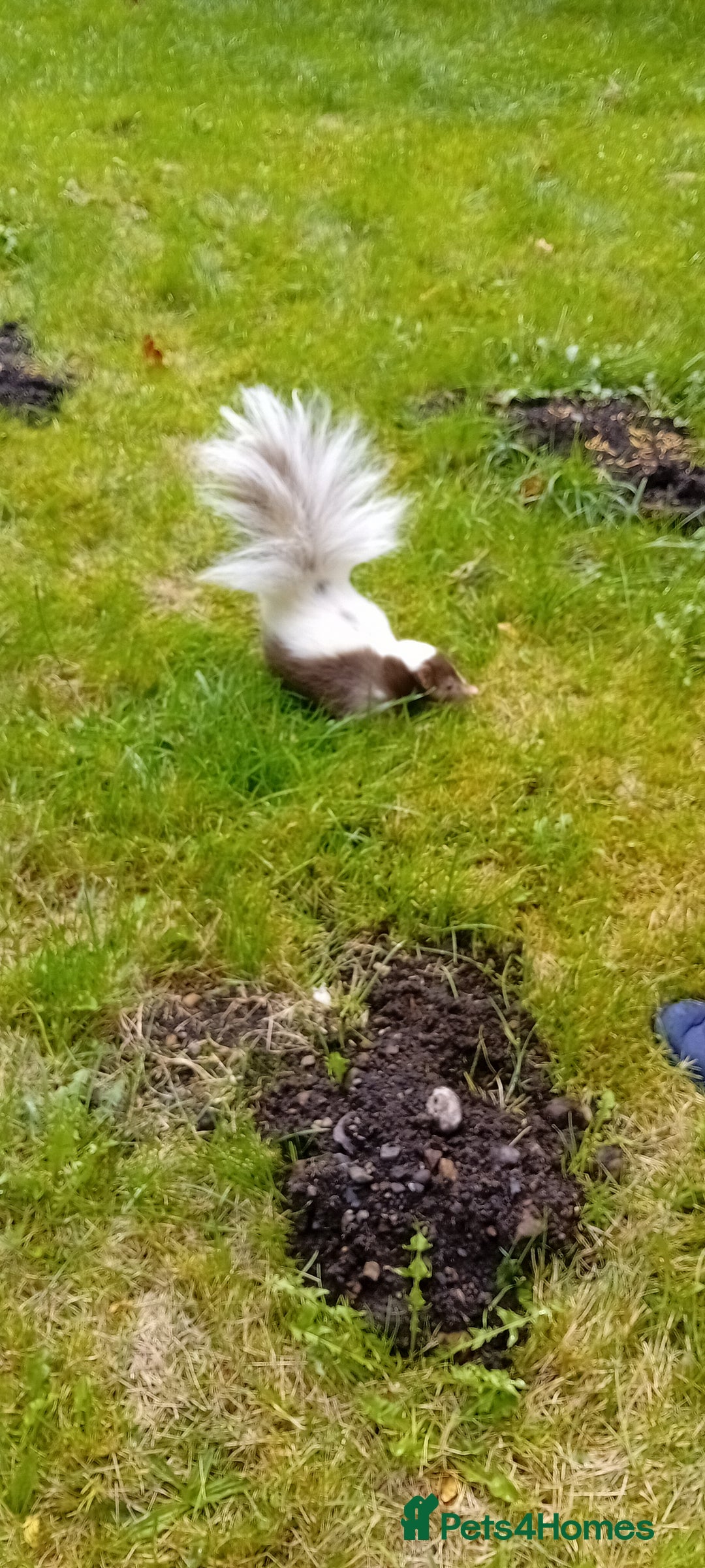 Mixed Breed rodents for sale: Skunk  - Advert 3