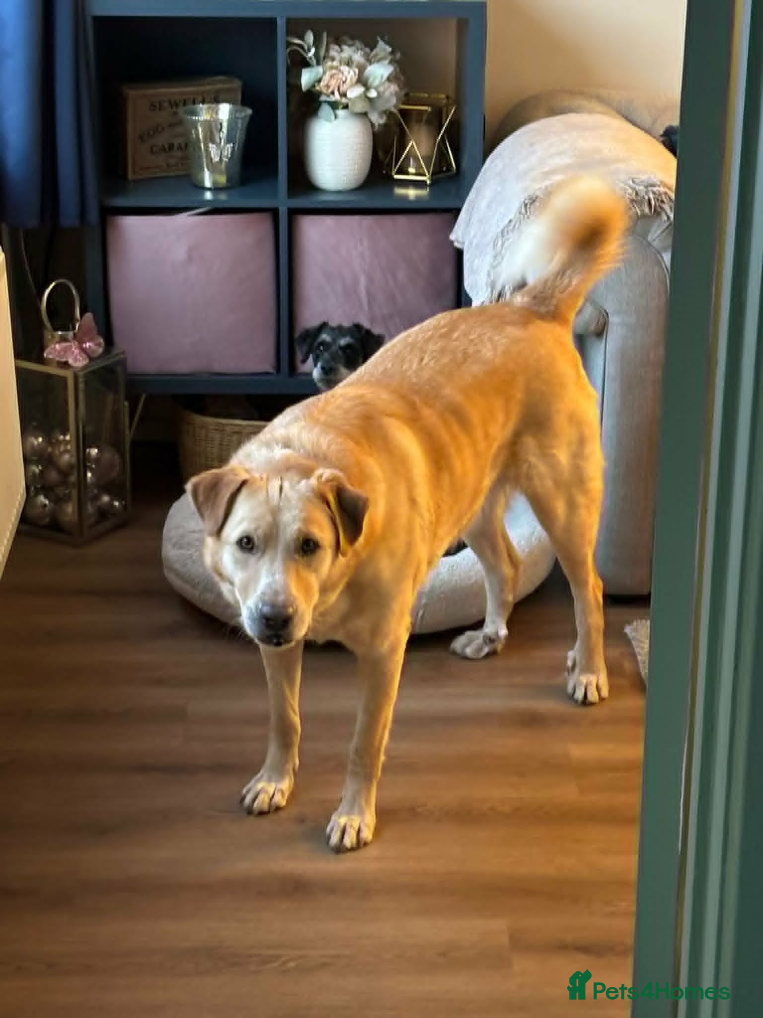 Mixed Breed dogs for adoption:  Finn – 3-Year-Old, Gentle Giant, Boy in Newport Pagnell - Advert 11