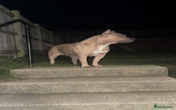 American Bully dogs for stud: American pocket muscle tone bully  - Advert 2