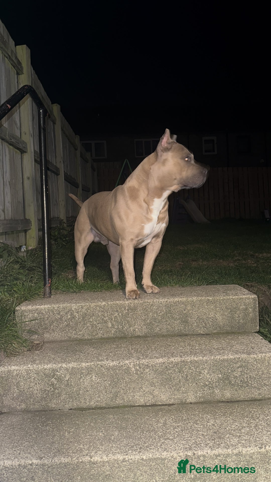 American Bully dogs for stud: American pocket muscle tone bully  - Advert 2