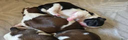 Shih Tzu dogs for sale:  Stunning KC registered Standard Shih Tzu Puppies  - Advert 1