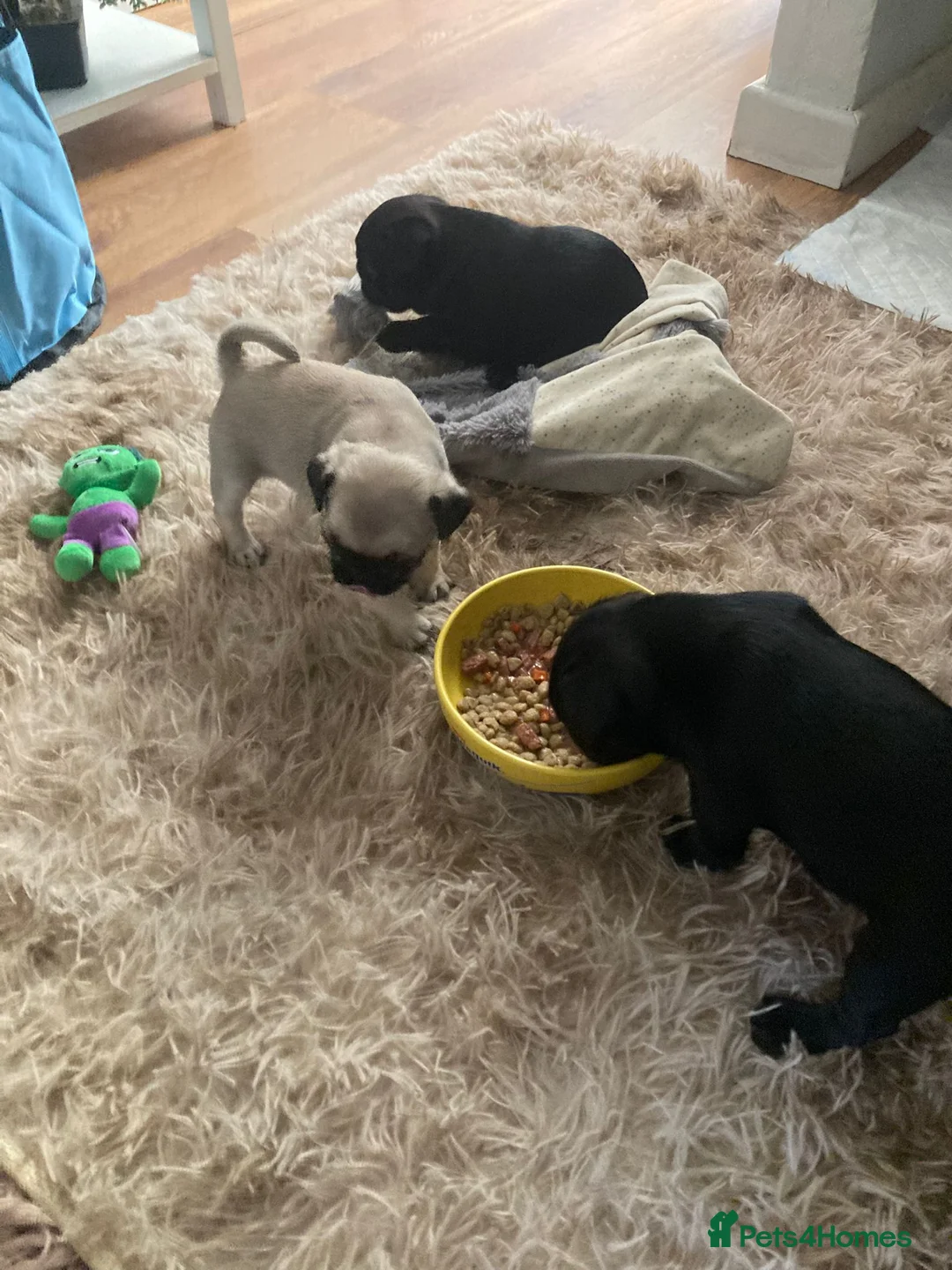 Pug dogs for sale: 3 Female Pug Puppies in Coventry - Advert 1
