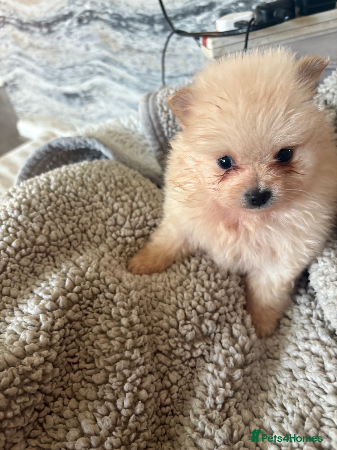 Pomeranian dogs for sale: ** Pomeranian Puppies 🐶🤍🐻🤎 - Image 16