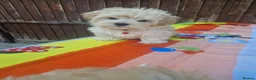 Havanese dogs for sale: Bichon havanese puppies - Advert 8