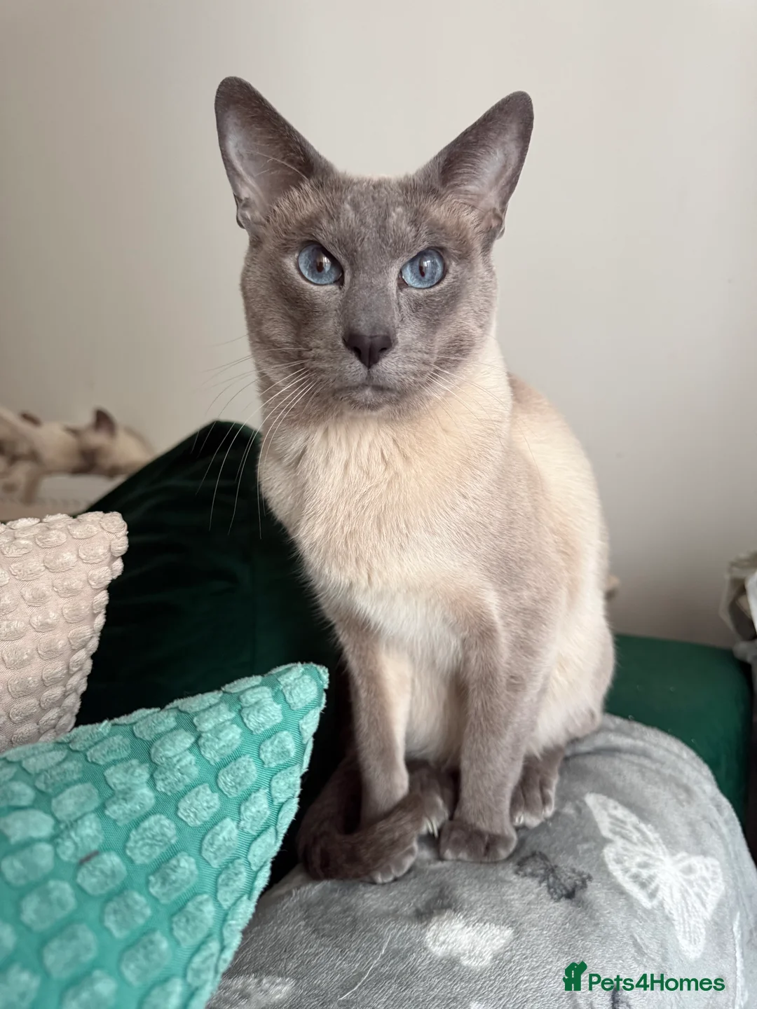 Siamese cats for sale: 3 adorable Siamese kittens 😻 - Advert 21