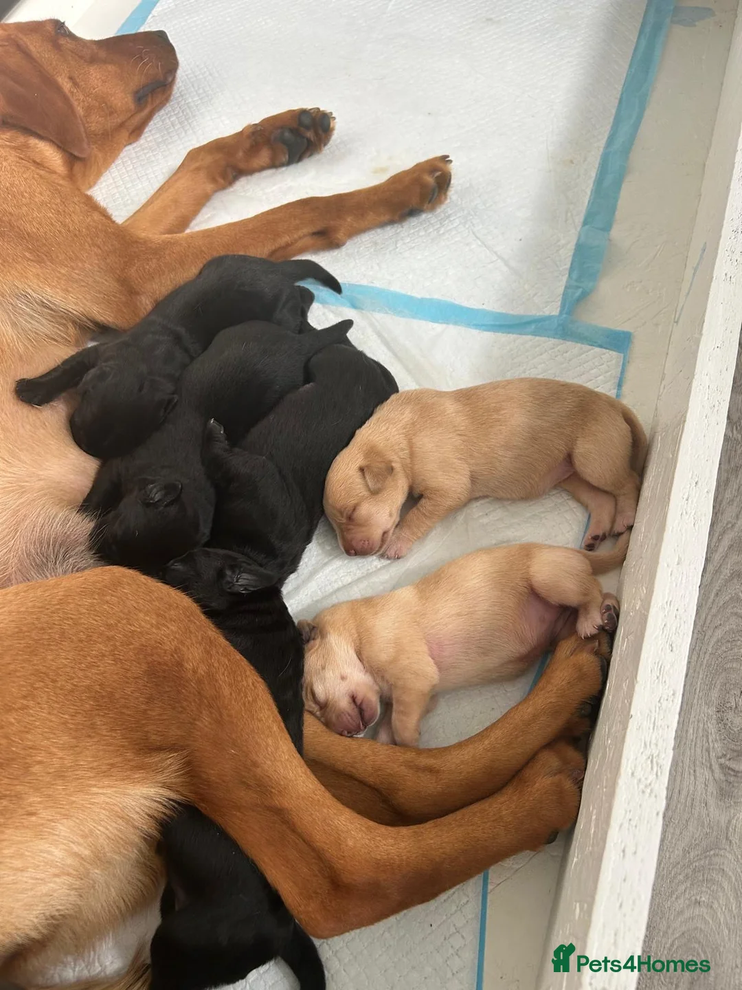 Labrador Retriever dogs for sale: 👀 Stunning puppies 60 FTCH within Parent’s  in Sleaford - Advert 2