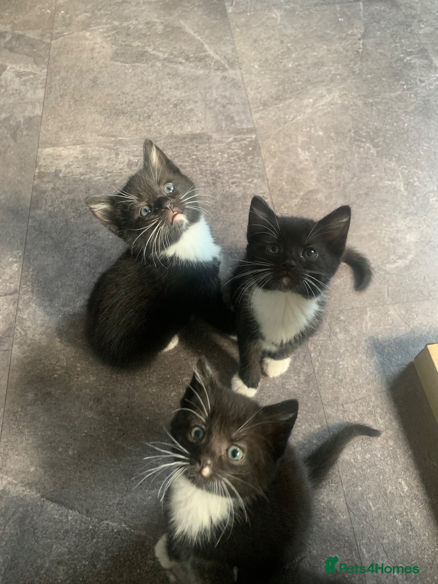 Mixed Breed cats 7 black & white kittens ready for forever homes!  - Advert 18