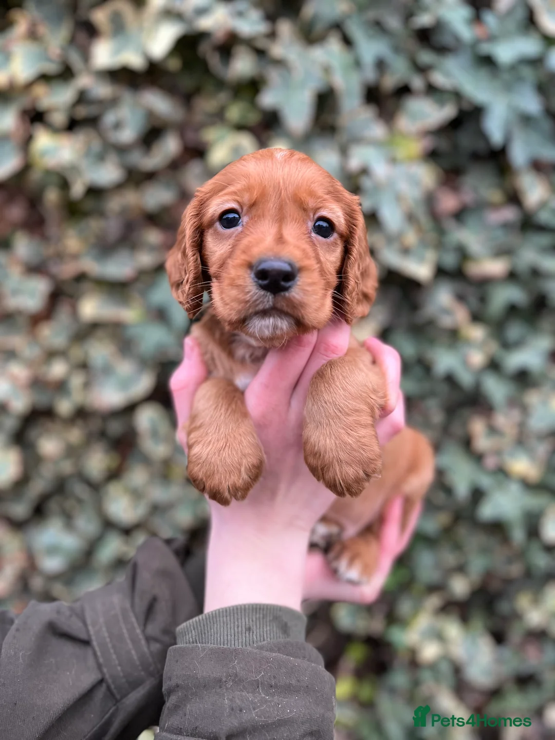 Cocker Spaniel dogs for sale: Kc Fox red, working cocker spaniels pups - Advert 4