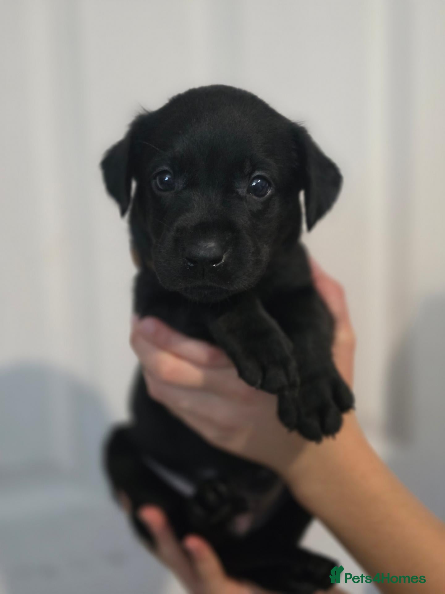 Labrador Retriever dogs for sale: 1 Black Boy Left - Advert 1