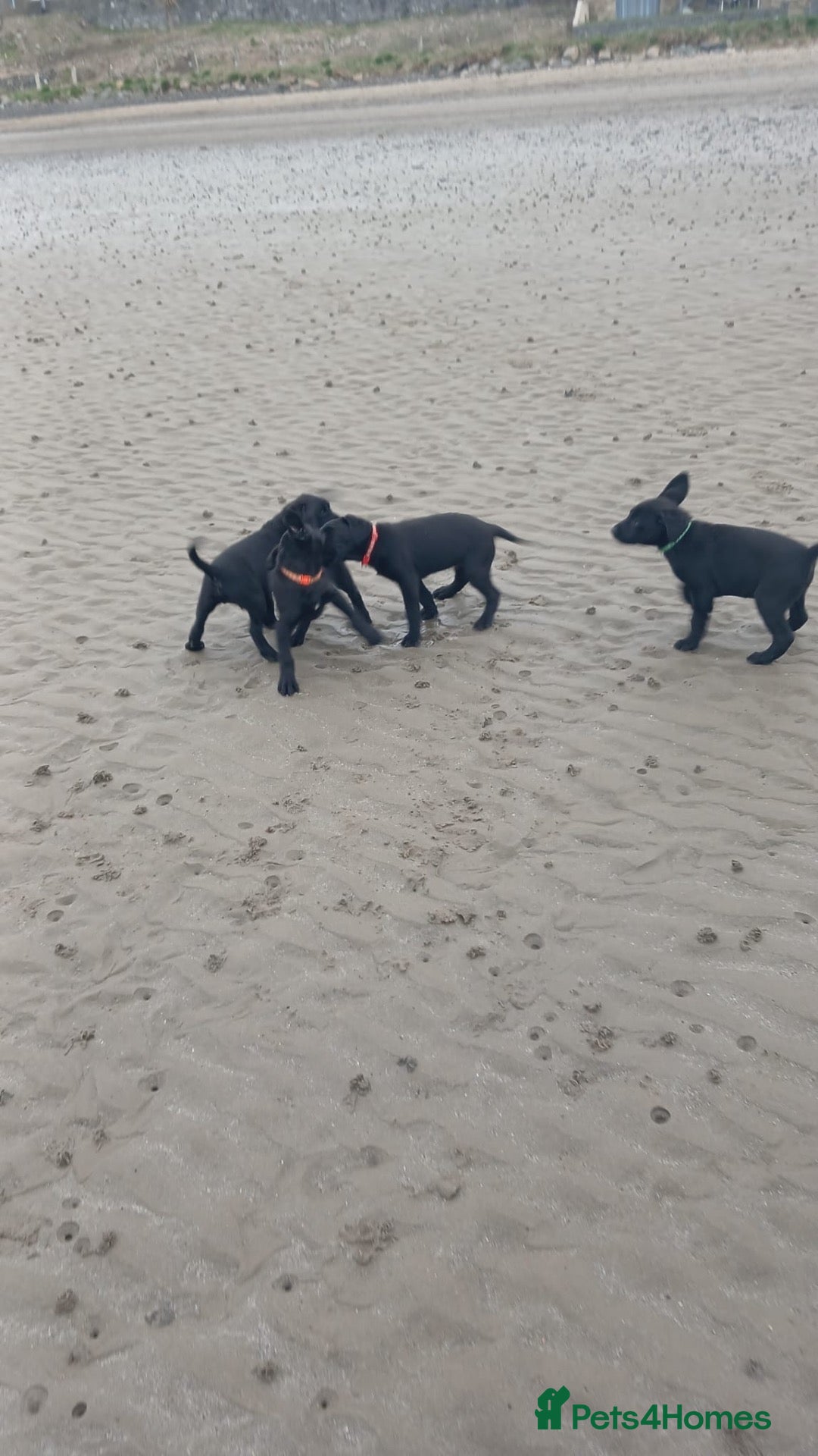 Labrador Retriever dogs for sale: Labrador puppies  - Advert 2
