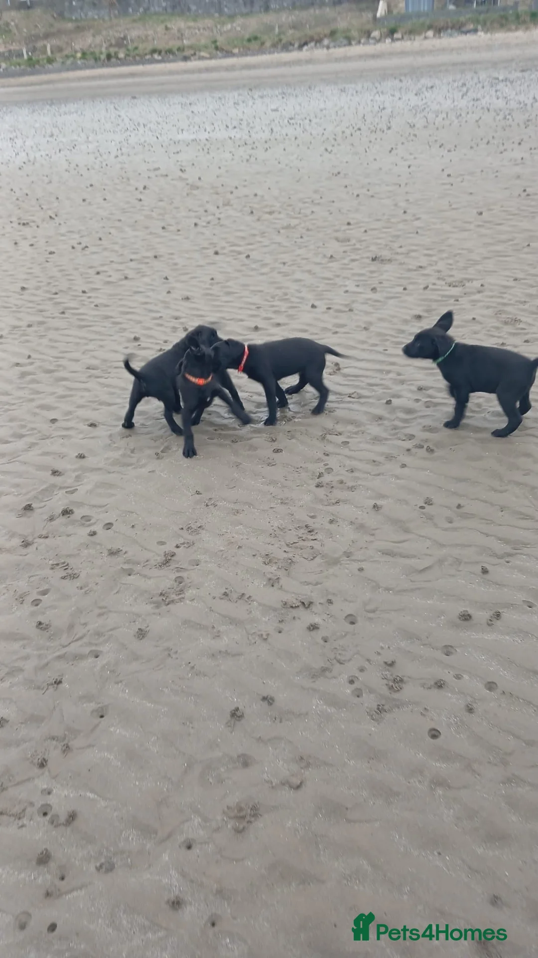 Labrador Retriever dogs for sale: Labrador puppies  in Kilmarnock - Advert 1