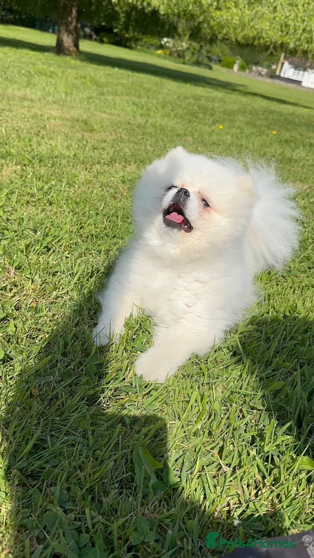 Pomeranian dogs for stud: pomeranian Looking for Breeding Partner in London - Advert 7