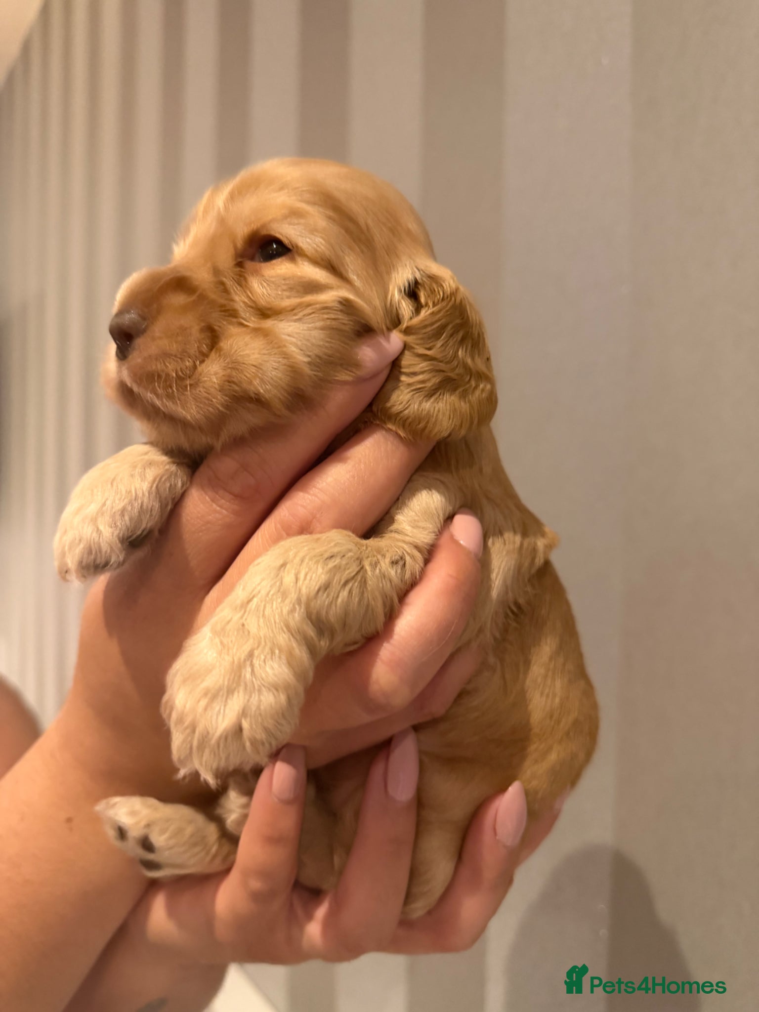 Cocker Spaniel dogs for sale: Golden & Chocolate Sable Show Cocker Puppies  in Doncaster - Advert 31