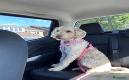 Cockapoo dogs for sale: 5 year old cockapoo girl  - Image 10