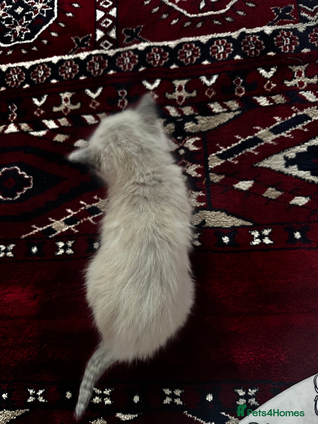 Siamese cats for sale: Siamese x russian blue kittens - Advert 17